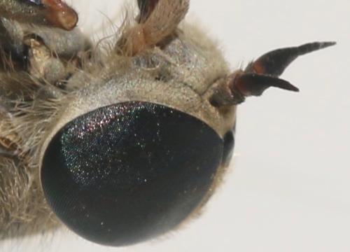 Hybomitra distinguenda